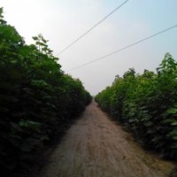 1、2、3、4、5、公分楸樹(shù)、梓樹(shù)苗