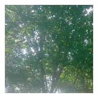 3-8公分國(guó)槐 10000棵