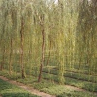 地到期,低價(jià)處理垂柳20萬棵,給錢就賣,快來搶吧