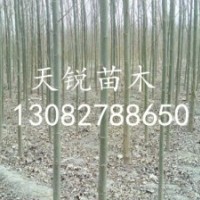 山東冠縣處理一批3公分速生柳，4公分速生柳，5公分速生柳
