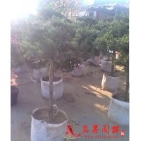 高桿地龍