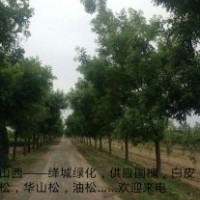 大量供應(yīng)行道國(guó)槐