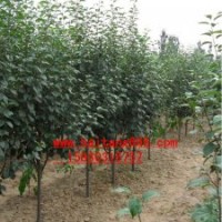 八棱海棠樹(shù)成活率高