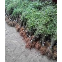 河南商丘大量供應紫穗槐