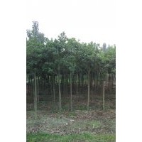 四川8公分桂花，四川8公分桂花價(jià)格，四川8公分桂花種植基地