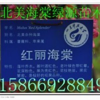 紅麗海棠，垂絲海棠，亞當海棠，道格海棠
