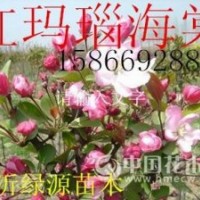 紅瑪瑙海棠，俏佳人海棠，珠穆朗瑪海棠，高原之火海棠
