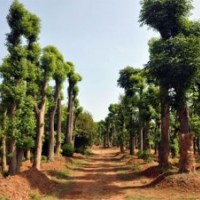 供應(yīng)18-20公分移植骨架香樟