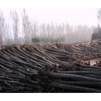 15公分國槐樹價格 合歡樹價格