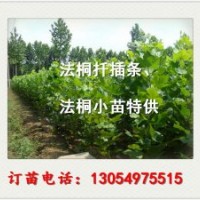 河北廊坊急售一年冠12公分法桐法桐價(jià)格表