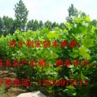 急售兩年冠16公分法桐法桐價(jià)格表