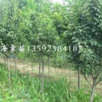 河南海棠苗基地，二年生海棠，三年生海棠，四年生海棠，各種規(guī)格