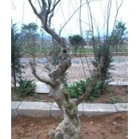 供應(yīng)羅漢松，藍花楹、木棉、宮粉紫荊、雞冠刺桐，風(fēng)鈴木，欖仁，