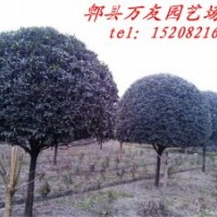 成都桂花|成都高桿桂花|成都桂花精品|成都桂花價格
