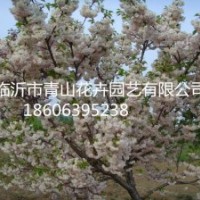 白花雙櫻、白色雙櫻花、北京西府海棠