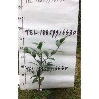 竹柏袋苗價格2.8元，8公分竹柏價格850元，10公分竹柏價格1500元