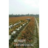 紅葉石楠袋苗價格0.75元，紅葉石楠基地，紅葉石楠行情，紅葉石楠