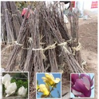 紅花滿條紅 1.5米高紫荊叢生紫荊苗多分枝2公分獨桿紫荊