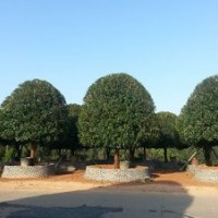 桂花樹(shù)