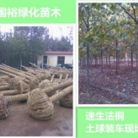 銷售改良環(huán)保少球速生法桐12公分|16公分造型法桐