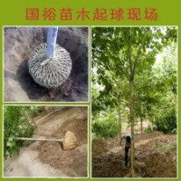 供應6公分法桐6公分裸根定桿法桐山東濟寧價格