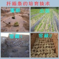 供應(yīng)5公分法桐9公分裸根定桿山東濟寧法桐價格