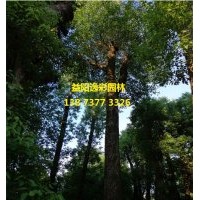香樟樹(shù) 香樟價(jià)格 最新報(bào)價(jià)新聞 移栽香樟供應(yīng)商 湖南移栽香樟生產(chǎn)