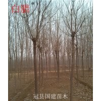 出售：速生柳、垂柳、黃柳、千頭椿、107、白蠟、合歡、毛白楊