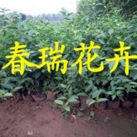 青州上盆連翹