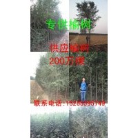 專供榆樹、白榆批發(fā)、速生榆