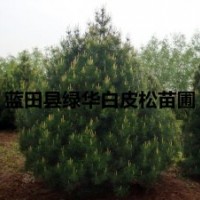 陜西優(yōu)質(zhì)藍(lán)田綠化白皮松苗木