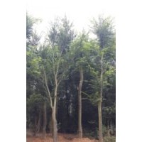 全冠櫸樹求購 嘉俊園林櫸樹基地供應(yīng)全冠櫸樹 櫸樹小苗