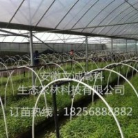 竹柳3號，高峰竹柳，竹柳扦插苗，竹柳快繁苗