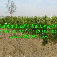 法國冬青農(nóng)戶直銷，法國冬青自產(chǎn)自銷