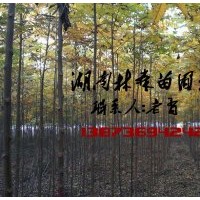 6公分欒樹價(jià)格,1-6公分欒樹價(jià)格