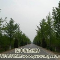由銀杏發(fā)家致富的老板--呂慶國(guó)