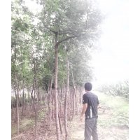 刺槐 五角楓 欒樹 臭椿 香花槐 國槐 毛白楊