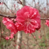低價(jià)供應(yīng)碧桃樹苗