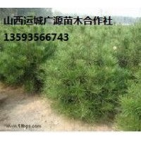 大量白皮松出售、1米以上白皮松低價(jià)優(yōu)惠供應(yīng)