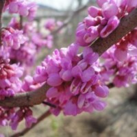低價(jià)供應(yīng)紫荊樹苗