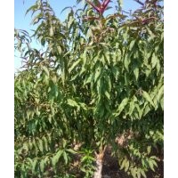 自家苗圃美人梅，紅葉桃5-10公分