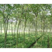 出售3公分國(guó)槐、大量低價(jià)國(guó)槐優(yōu)惠供應(yīng)