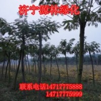 合歡-合歡報(bào)價(jià)-合歡供應(yīng)-合歡求購(gòu)-合歡市場(chǎng)動(dòng)態(tài)-合歡供應(yīng)商