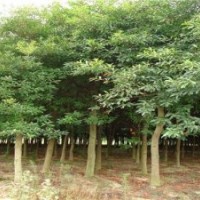 山東苗木