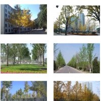 蘇州銀杏樹(shù)蘇州銀杏景合商貿(mào)