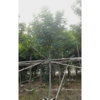 中山市金上三和花木主營黃槐，小葉欖仁。供應(yīng)以下袋苗/假植苗