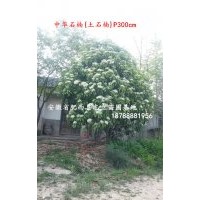 安徽合肥中華石楠、肥西土石楠、肥西苗木基地中華石楠、最新價格