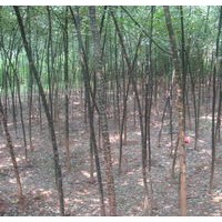 3公分國(guó)槐大量出售、3公分國(guó)槐低價(jià)優(yōu)惠供應(yīng)