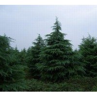 苗圃雪松小苗價(jià)格 提供20-30公分雪松小苗價(jià)格