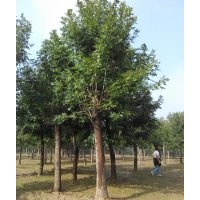 北京20公分白蠟價格